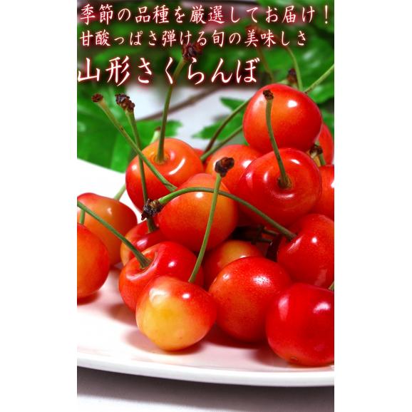 山形さくらんぼ 約1kg M～Lサイズ 山形県産 訳あり品 佐藤錦・紅秀峰・紅てまり・山形C12号など人気のサクランボを厳選！03