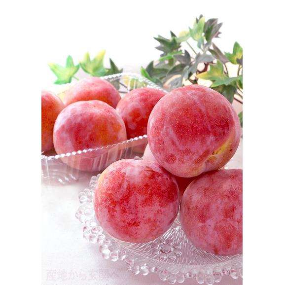サマーエンジェル プラム 約1.8kg 8～12玉 山梨県産 贈答規格 濃厚な甘さと程よい酸味！果汁溢れる旬のフルーツ03