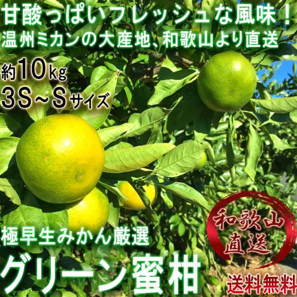 産地直送 グリーン蜜柑 約10kg 3S～Sサイズ 和歌山県産 小玉限定 爽やかな甘酸っぱさと溢れる果汁！新鮮な旬の極早生みかん02