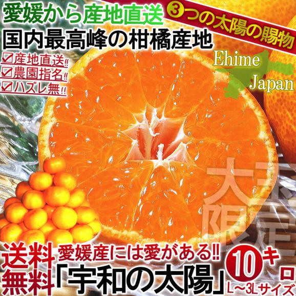 産地直送 みかん 愛媛 約10kg 宇和の太陽 大玉限定 L～3Lサイズ 柑橘 温州ミカン 蜜柑 3つの太陽 とりたて完熟蜜柑02