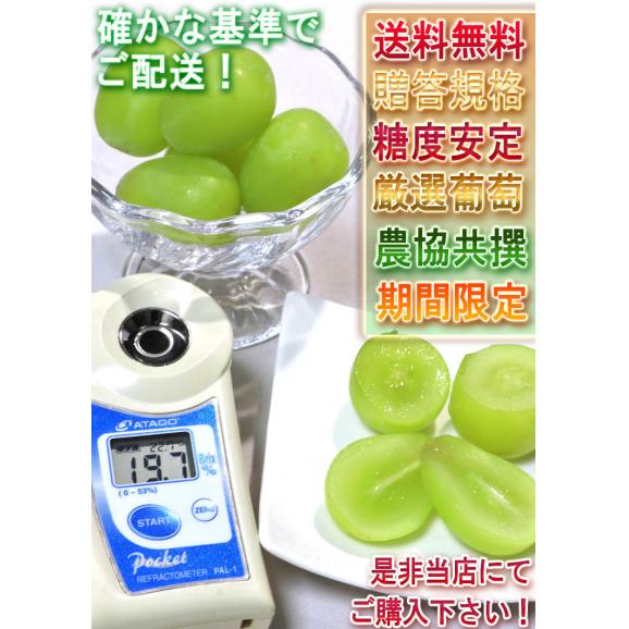 晴王 はれおう 厳選シャインマスカット 種無し白ぶどう 約1.2～1.5kg 2～3房 岡山県産 贈答規格 ギフト葡萄 皮ごと食べる濃厚な甘さの特産品フルーツ！ ブドウ06