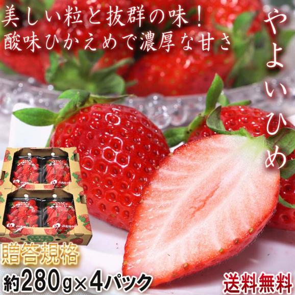 産地直送 やよいひめ いちご 280g×4パック 宮崎県産 贈答規格 酸味控えめで甘み豊かな新品種! 鮮度抜群02