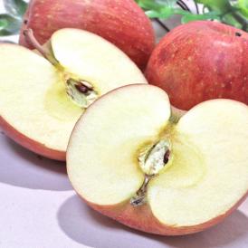 ひろさきふじ フジ林檎 赤りんご 約5kg 10～16玉 青森県産 贈答規格 旬の品種を厳選！濃厚な味と甘さのあおもりリンゴ