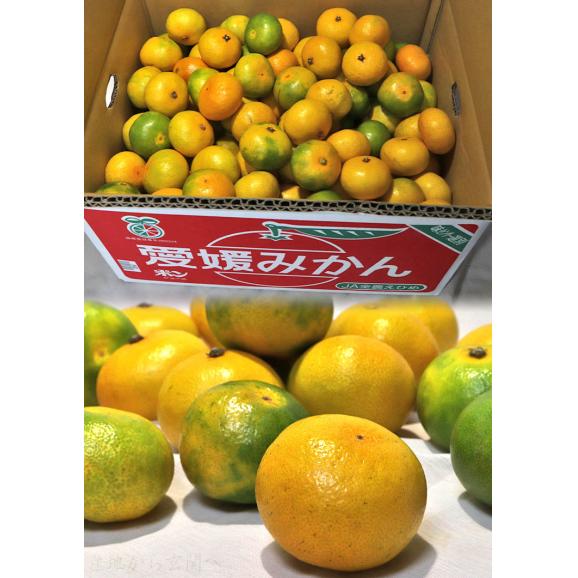 宇和の南風 みかん 極早生から早生品種 約3kg 3S～Sサイズ 愛媛県産 小玉限定 JAえひめ南にて厳選！えひめが誇る旬の味04