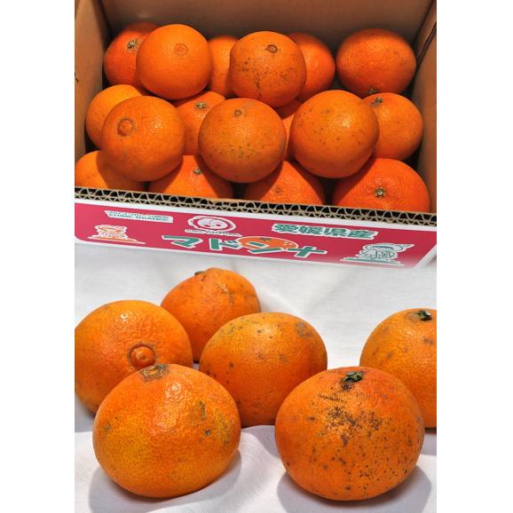 媛まどんな 約5kg S～Lサイズ 愛媛県産 訳あり品 紅まどんなと同一品種！プルプルの果肉に豊かな甘み04