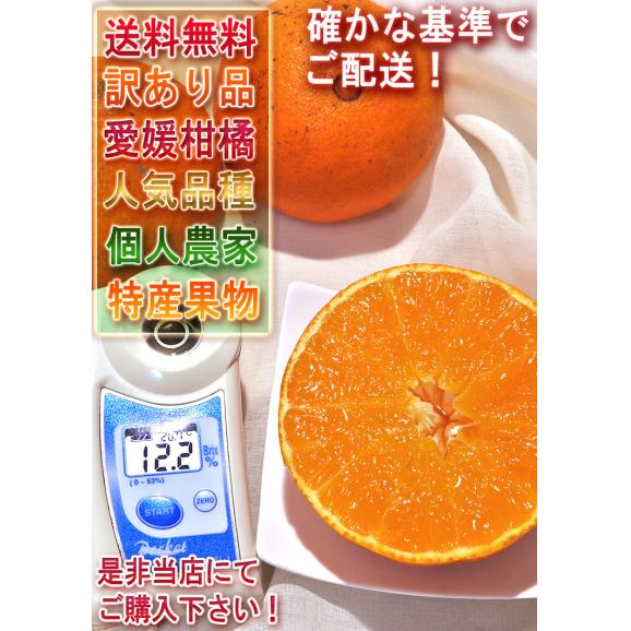 媛まどんな 約5kg S～Lサイズ 愛媛県産 訳あり品 紅まどんなと同一品種！プルプルの果肉に豊かな甘み06