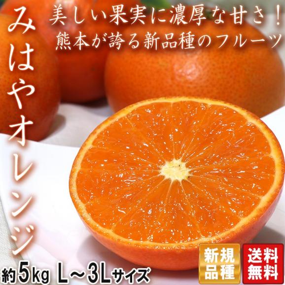 みはや 国産オレンジ 約5kg 熊本県産 JA共撰品 濃厚な甘さの新品種フルーツ！02