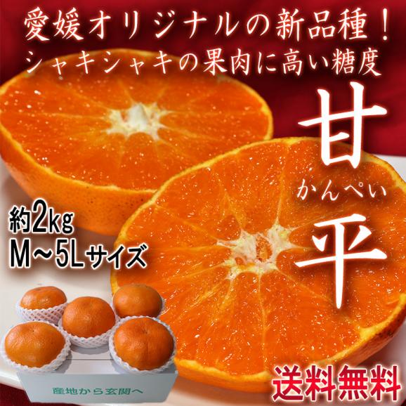 甘平 かんぺい　約2kg 5～7玉入り M～5Lサイズ 愛媛県産 シャキシャキの食感と高い糖度！愛媛オリジナルの高級みかん02