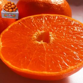 蒲郡れいこう 麗紅タンゴール 約5kg M～2Lサイズ 愛知県産 贈答規格 JA蒲郡市にて厳選した高級柑橘！高い糖度と美しい果皮のギフトフルーツ