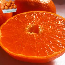 蒲郡れいこう 麗紅タンゴール 8～14玉 約2.5kg M～2Lサイズ 愛知県産 贈答規格 JA蒲郡市にて厳選した高級柑橘！高い糖度と美しい果皮のギフトフルーツ