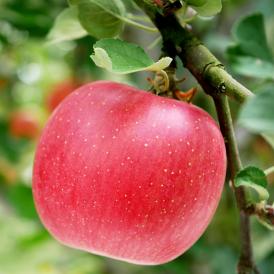 太陽ふじりんご 赤りんご 約5kg 12～20玉 青森県産 みずみずしいシャキッとした食感の青森リンゴ