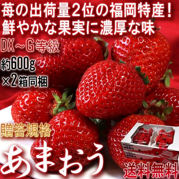 あまおう いちご 約600g×2箱 計1.2kg 福岡県産 デラックス～グランデ規格 贈答品 高級苺の代名詞！濃厚な味と美しさの02