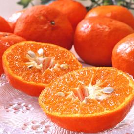 送料無料 カリフォルニアで生まれた食べやすいオレンジ！