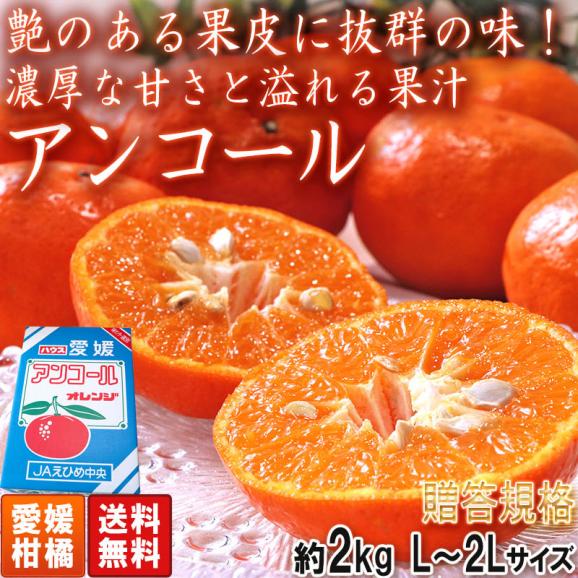 アンコール ハウス栽培オレンジ 約2kg L～2Lサイズ 愛媛県産 贈答規格 JA共撰品 剥きやすい果皮に濃厚な味と甘さ！02