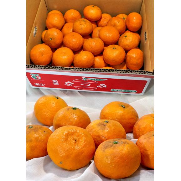 南津海 なつみ蜜柑 約5kg M~3Lサイズ 愛媛県産 カラマンダリンから生まれた新品種!濃厚な甘さの愛媛みかん03