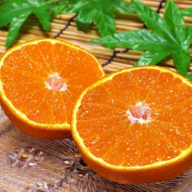 送料無料 温州みかんに次ぐ出荷量の人気柑橘、不知火タンゴール