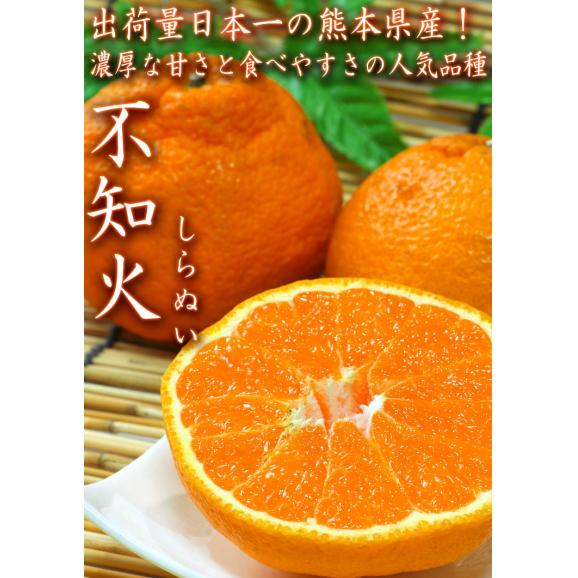 不知火 しらぬい 約2.5kg 6～12玉入り 熊本県産 個人農家産 本場で育てた抜群の甘酸っぱさ！デコポンと同一の人気品種03