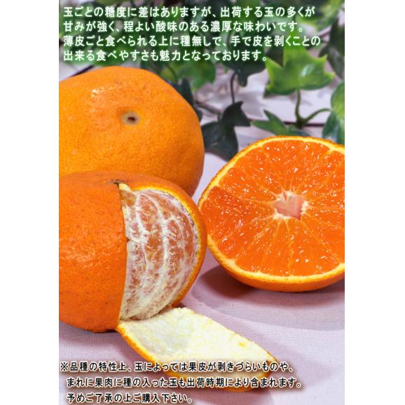 不知火 しらぬい 約2.5kg 6～12玉入り 熊本県産 個人農家産 本場