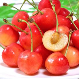 送料無料 桜桃の代表品種、佐藤錦！温室栽培のサクランボをお届け