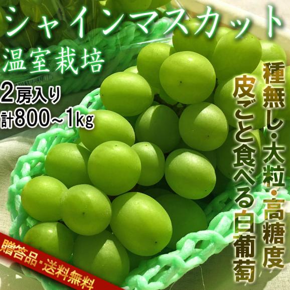 温室シャインマスカット 白ぶどう 山梨県産 2房 約800g～1kg 種なし 大房 秀品 化粧箱入り 加温栽培の贈答品！TVでも話題・最高級の大粒ブドウ02