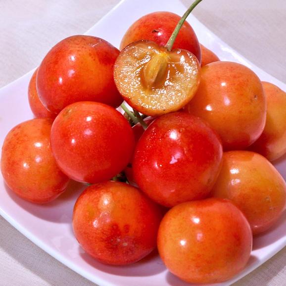青森さくらんぼ 約1kg M~2Lサイズ 青森県産 訳あり品 佐藤錦・紅秀峰・花駒・正光錦など旬のサクランボを厳選!01