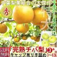 プレミアム 完熟梨 千葉県産 約3kg 3～6玉 手詰め 贈答規格 幸水・豊水・秋月・新高・かおり 日本一のナシ出荷量を誇る千葉県内より産地厳選！