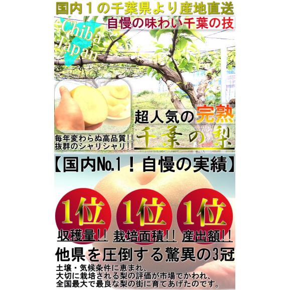 プレミアム 完熟梨 千葉県産 約3kg 3～6玉 手詰め 贈答規格 幸水・豊水・秋月・新高・かおり 日本一のナシ出荷量を誇る千葉県内より産地厳選！02
