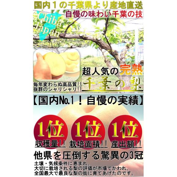 プレミアム 完熟梨 千葉県産 約3kg 3～6玉 手詰め 贈答規格 幸水・豊水・秋月・新高・かおり 日本一のナシ出荷量を誇る千葉県内より産地厳選！03