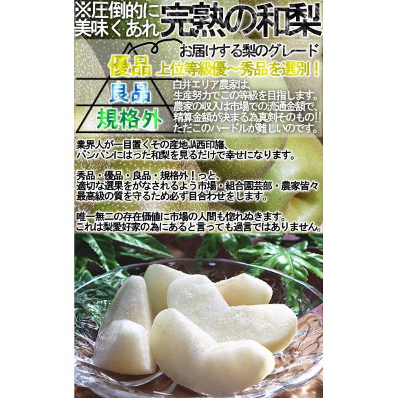 プレミアム 完熟梨 千葉県産 約3kg 3～6玉 手詰め 贈答規格 幸水・豊水・秋月・新高・かおり 日本一のナシ出荷量を誇る千葉県内より産地厳選！03