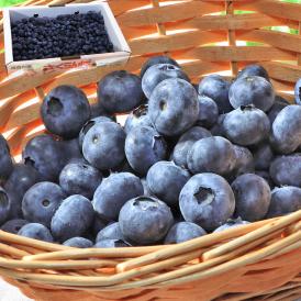 国産ブルーベリー 約1kg 青森県産中心 完熟限定 産地厳選 全国の産地で育てた甘み豊かな旬のブルーベリーをお届け！