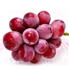 クイーンニーナ 高糖度赤ぶどう 約1.0～1.2kg 2房入り 山梨県産 贈答規格 大きな粒と濃厚な甘さのギフトフルーツ！お中元にも最適な新品種の葡萄