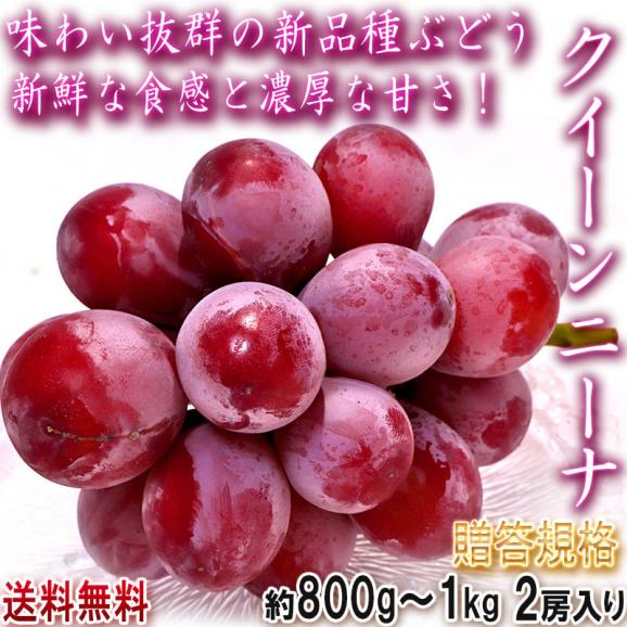 クイーンニーナ 高糖度赤ぶどう 約800g～1kg 2房入り 山梨県産 贈答規格 大きな粒と濃厚な甘さのギフトフルーツ！お中元にも最適な新品種の葡萄02