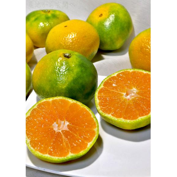 夢未来みかん 極早生ミカン 約5kg 2S～Lサイズ 熊本県産 JA共撰品 グリーン蜜柑の本場で育てた爽やかな甘さと風味！02