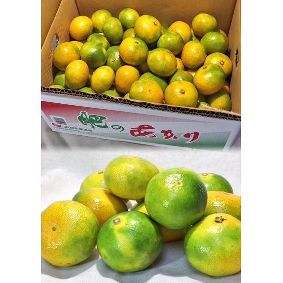 夢未来みかん 極早生ミカン 約5kg 2S～Lサイズ 熊本県産 JA共撰品 グリーン蜜柑の本場で育てた爽やかな甘さと風味！03