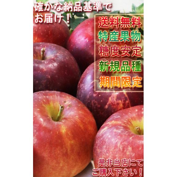 紅いわて 赤りんご 訳あり 約5kg 18〜24玉 岩手県産 抜群の味わいを誇る特産品！鮮やかな見た目と豊かな甘み リンゴ05