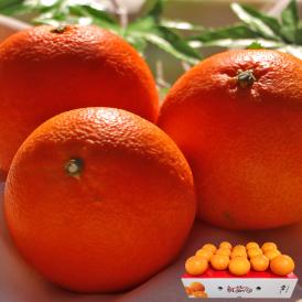 紅まどんな 約3kg 12～18玉 愛媛県産 秀品 JA全農えひめ 贈答品 化粧箱入り ギフト最適な温室栽培の紅まどんな！とろとろの果肉に抜群の美味しさ