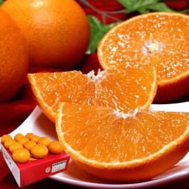 紅まどんな 約3kg 10～15玉 贈答品 愛媛県産 秀品 JA全農えひめ 化粧箱入り ギフト最適な温室栽培の高級フルーツ！とろける食感に抜群の甘さと美味しさ