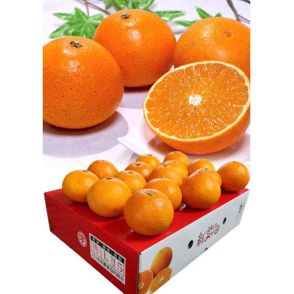 紅まどんな 約3kg 12～18玉 愛媛県産 秀品 JA全農えひめ 贈答品 化粧箱入り ギフト最適な温室栽培の紅まどんな！とろとろの果肉に抜群の美味しさ04