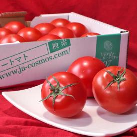 シュガートマト Verde 高糖度フルーツトマト 約800g 2S～Lサイズ 高知県産 贈答規格 糖度7度保証のブランド野菜！