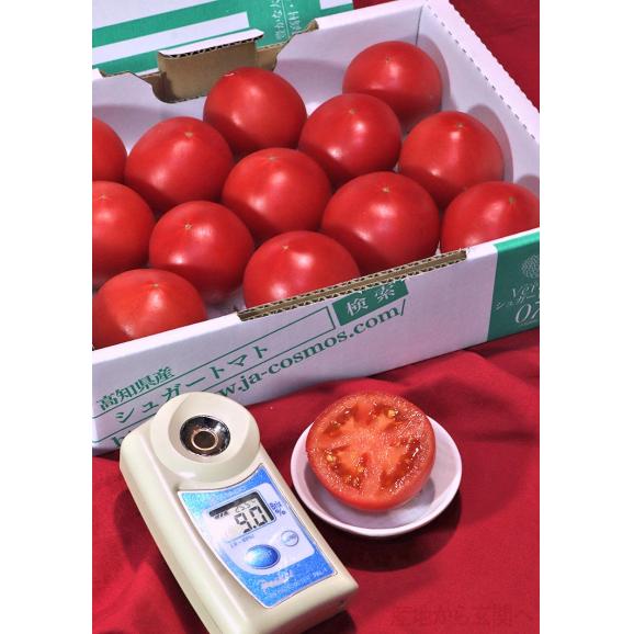 シュガートマト Verde 高糖度フルーツトマト 約800g 2S~Lサイズ 高知県産 贈答規格 糖度7度保証のブランド野菜!02