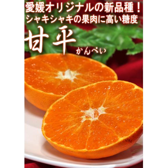 甘平 かんぺい 温室栽培 約2.5kg M～4Lサイズ 愛媛県産 贈答規格 JA共撰品 秀品 加温栽培で丁寧に育てた濃厚な味と甘さのギフトフルーツ！03