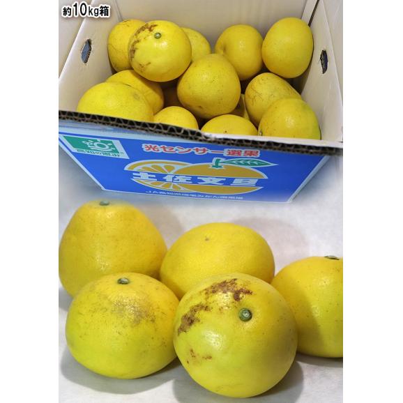 土佐文旦 ブンタン 訳あり品 約5kg 5〜12玉 高知県産 大玉サイズ中心! 家庭用規格の土佐文旦！爽やかな甘さと豊かな風味の味わい05