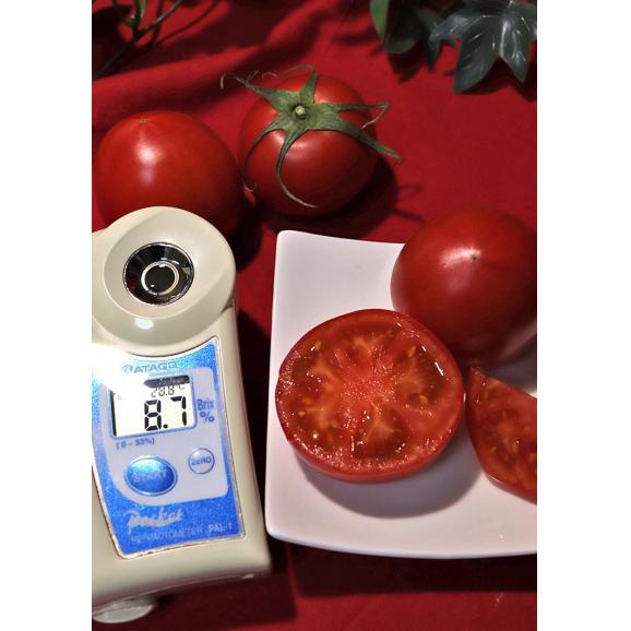 土佐まほろばトマト 約2kg 15～22玉 高知県産 贈答規格 こだわりの栽培で濃厚な味と甘さのフルーツトマト！03