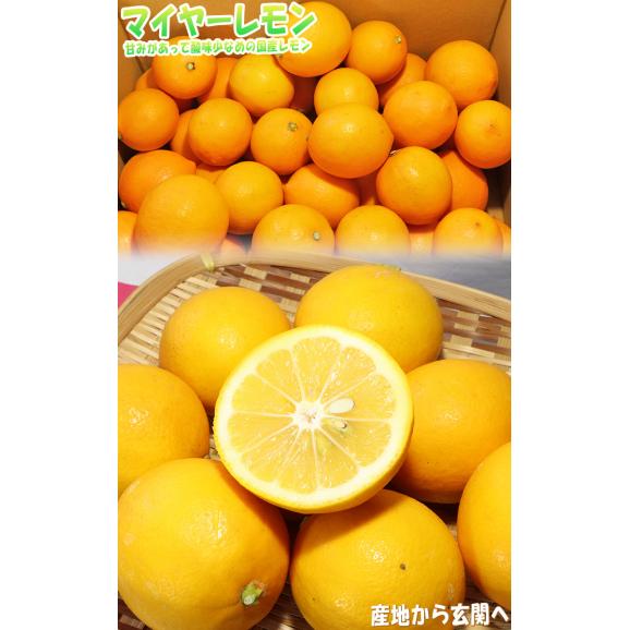 マイヤーレモン 国産レモン 約5kg L〜3Lサイズ 熊本県産 甘味のあるまろやかな酸味で生食が出来るブランド果物!03