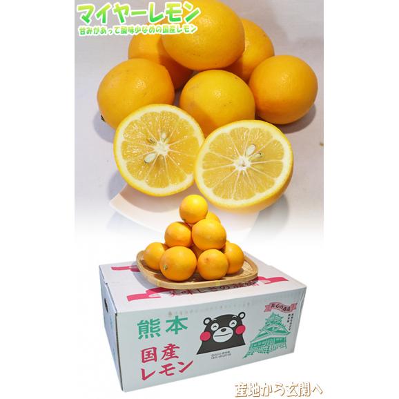 マイヤーレモン 国産レモン 約5kg L〜3Lサイズ 熊本県産 甘味のあるまろやかな酸味で生食が出来るブランド果物!04