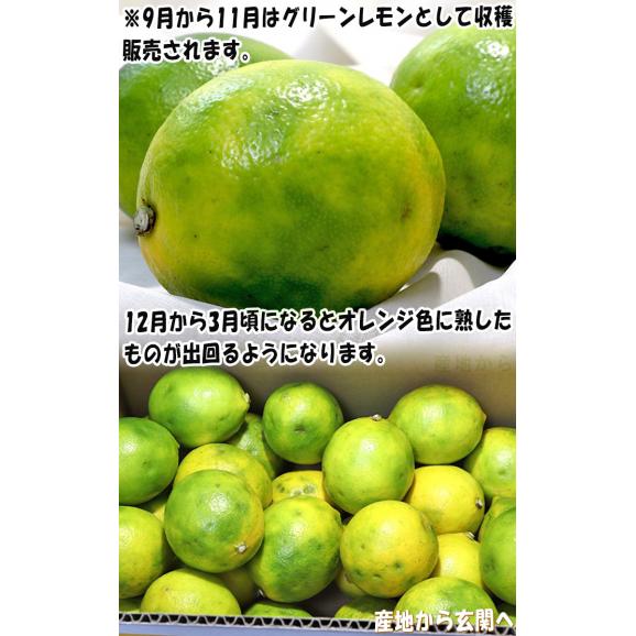 マイヤーレモン 国産レモン 約5kg L〜3Lサイズ 熊本県産 甘味のあるまろやかな酸味で生食が出来るブランド果物!05
