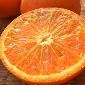 ブラッドオレンジ モロ・タロッコ種 約5kg S～Lサイズ 愛媛県産 秀品 鮮やかな果肉に濃厚な甘さと爽やかな風味の国産オレンジ！