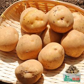 厳選国産じゃがいも 約10kg M〜Lサイズ 国産 日本全国より旬のジャガイモをお届け！ ポテト