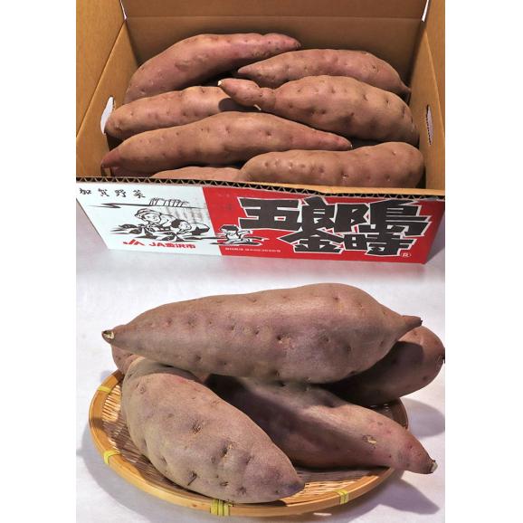 五郎島金時 さつまいも 約5kg 石川県産 JA共撰品 地域ブランドの薩摩芋！ホクホクとした食感に上品な甘さ03
