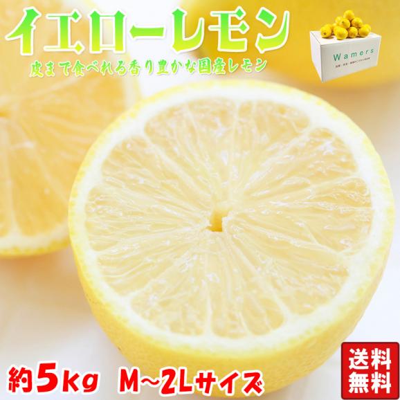 イエローレモン 約5kgM〜2Lサイズ 愛媛県産・熊本県産 皮まで食べれる香り豊かな国産レモン02